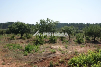 Terreno para Venda em Sarzedas