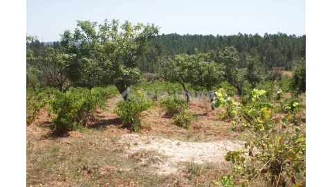 Terreno para Venda em Sarzedas