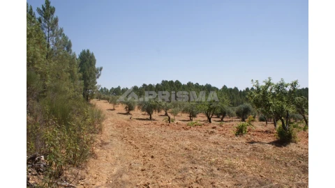 Terreno para Venda em Sarzedas