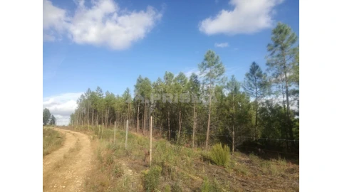 Terreno para Venda em Sarzedas