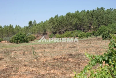 Terreno para Venda em Sarzedas