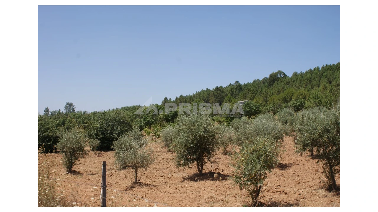 Terreno para Venda em Sarzedas Foto 4