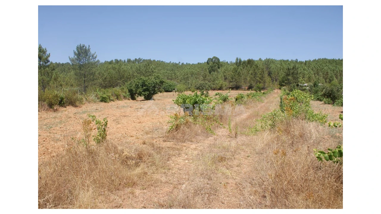 Terreno para Venda em Sarzedas Foto 7
