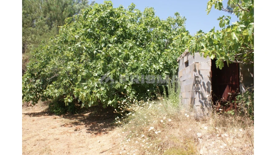 Terreno para Venda em Sarzedas Foto 18