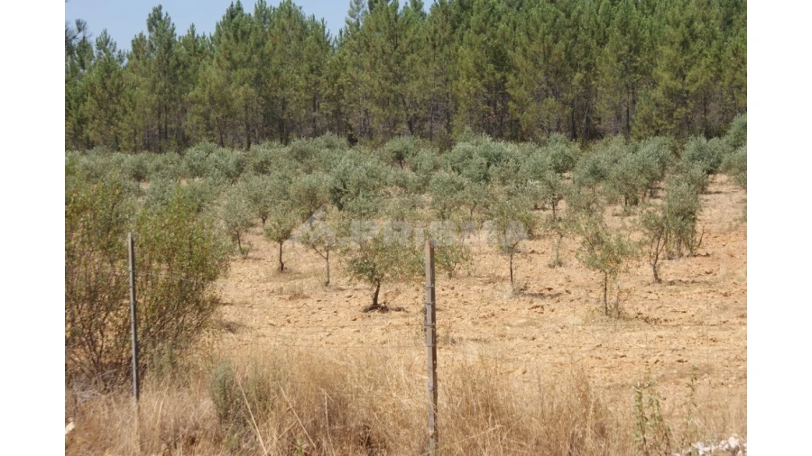 Terreno para Venda em Sarzedas Foto 5
