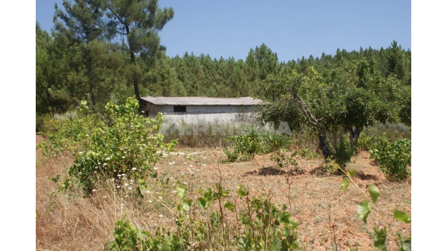 Terreno para Venda em Sarzedas Foto 9