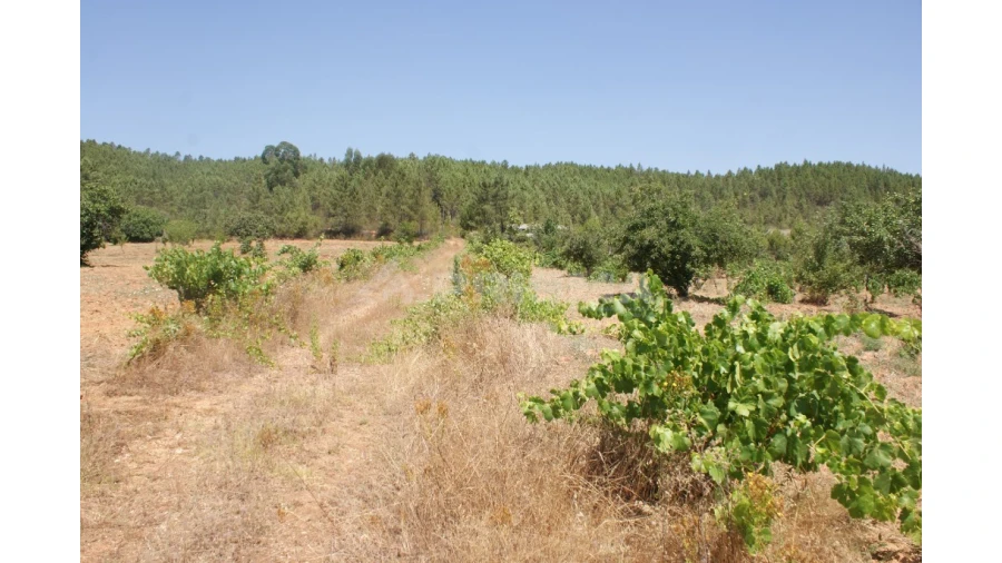 Terreno para Venda em Sarzedas Foto 6