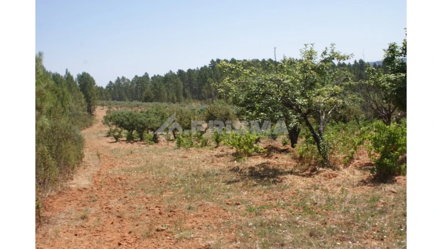 Terreno para Venda em Sarzedas Foto 11