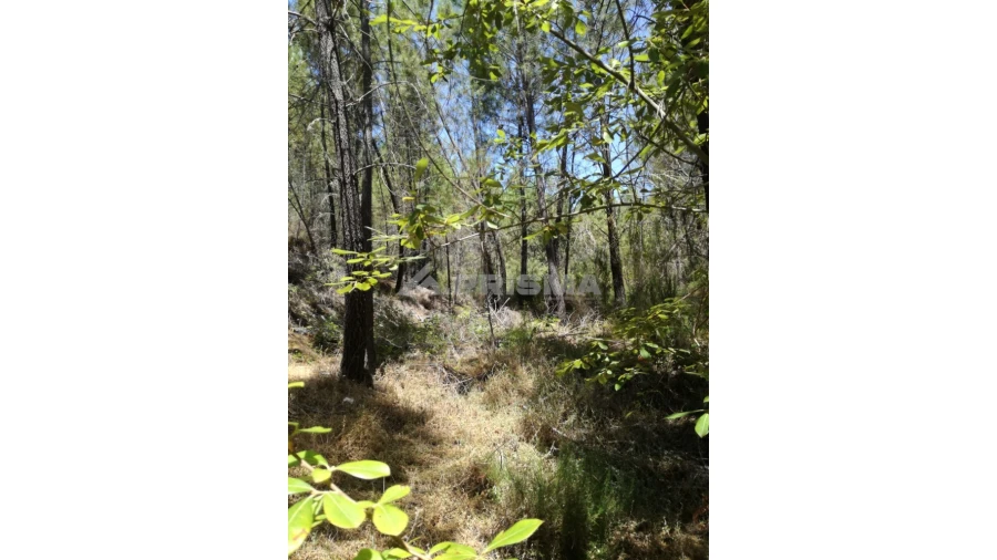 Terreno para Venda em Sarzedas Foto 25
