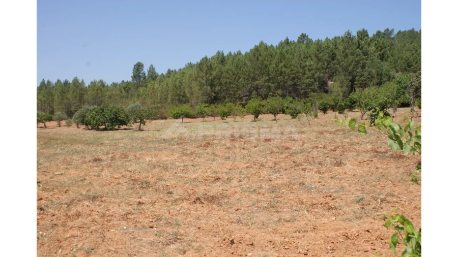 Terreno para Venda em Sarzedas Foto 10