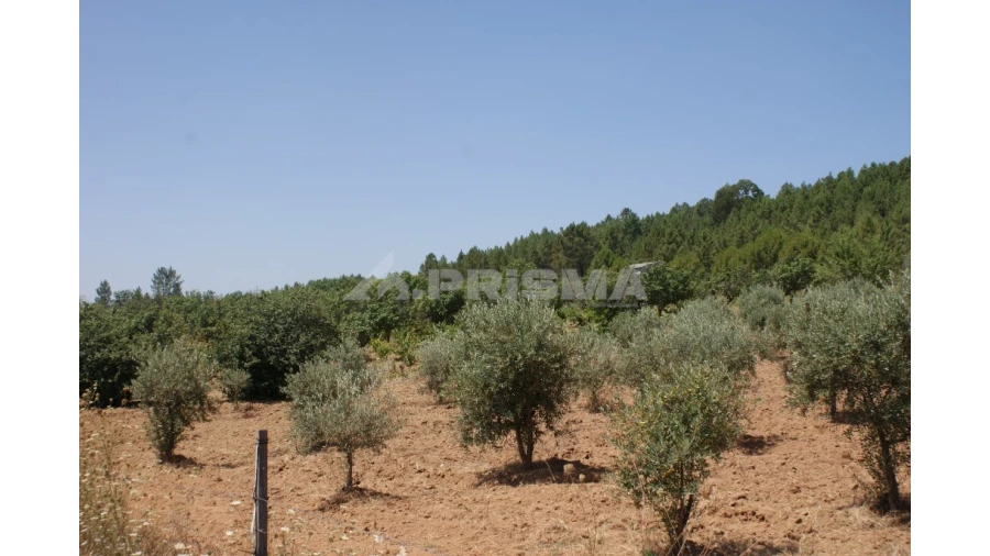 Terreno para Venda em Sarzedas Foto 4