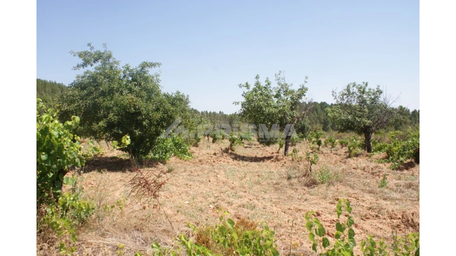 Terreno para Venda em Sarzedas Foto 8