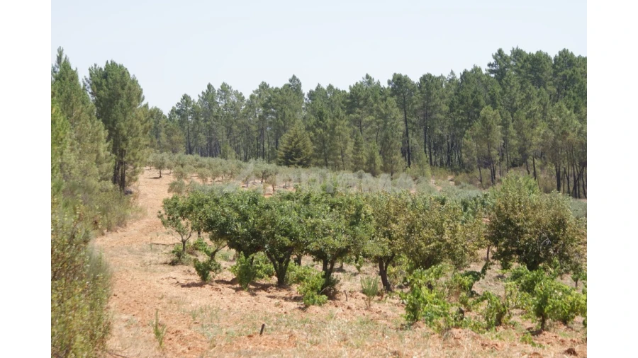 Terreno para Venda em Sarzedas Foto 16