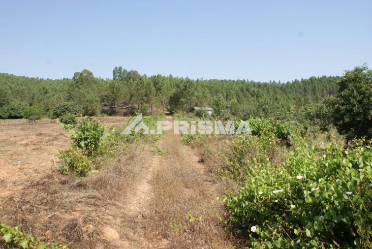 Terreno para Venda em Sarzedas Foto 31