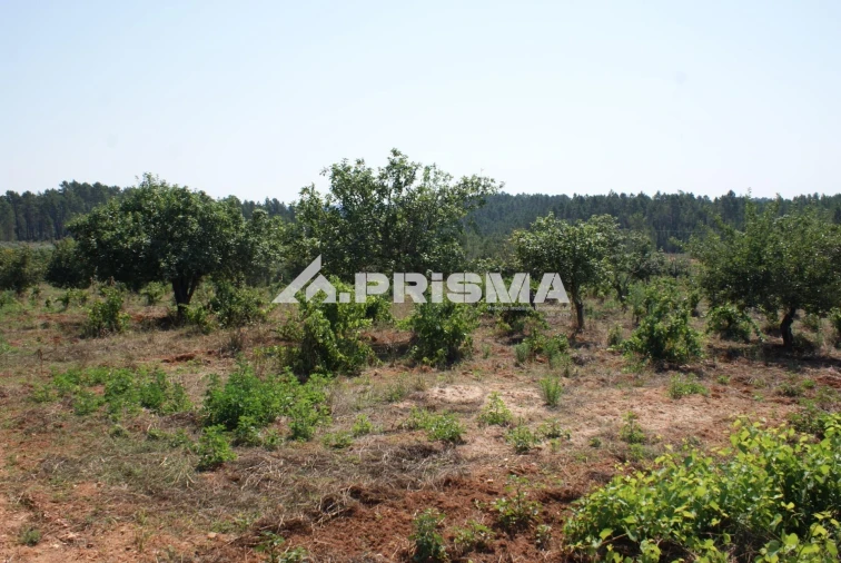 Terreno para Venda em Sarzedas Foto 37