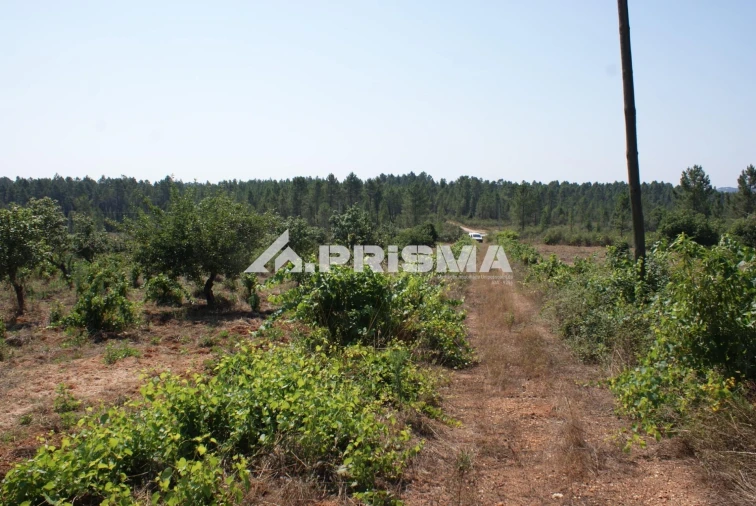 Terreno para Venda em Sarzedas Foto 38