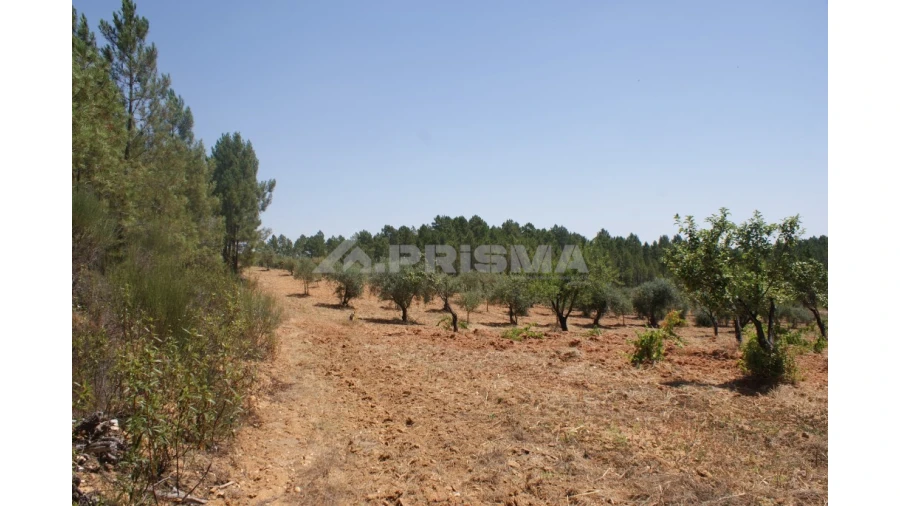 Terreno para Venda em Sarzedas Foto 20