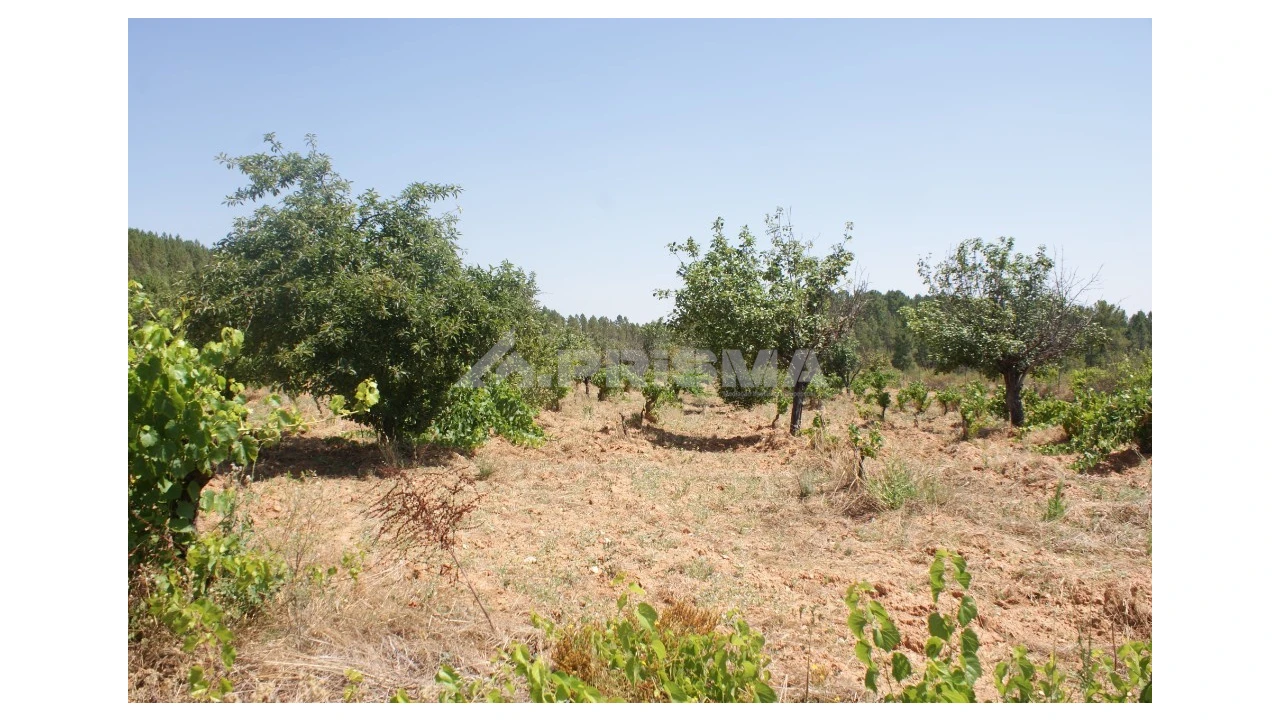 Terreno para Venda em Sarzedas Foto 8