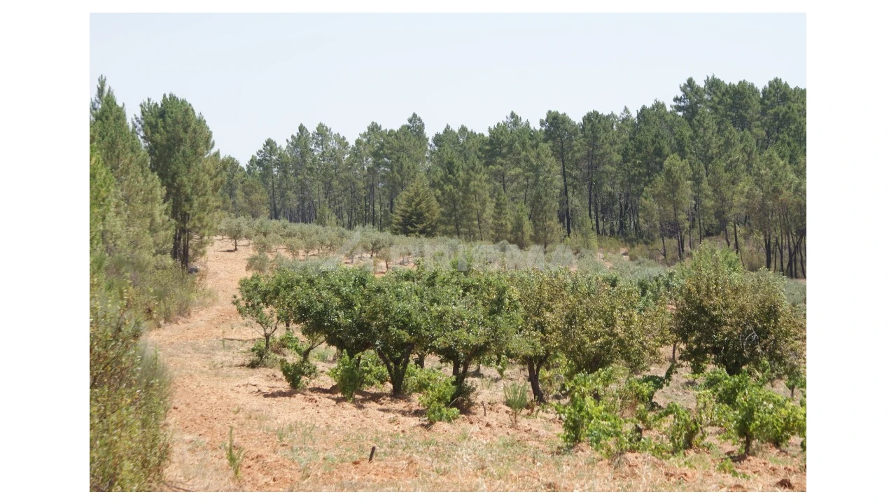 Terreno para Venda em Sarzedas Foto 16