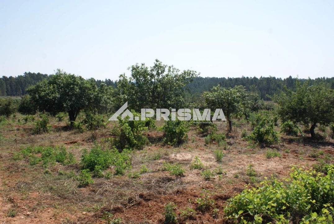 Terreno para Venda em Sarzedas Foto 37