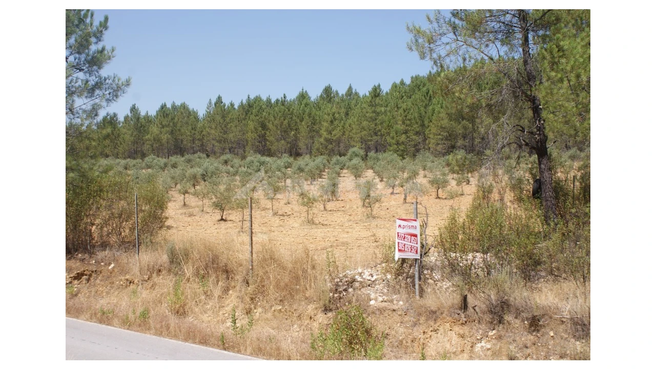 Terreno para Venda em Sarzedas Foto 3
