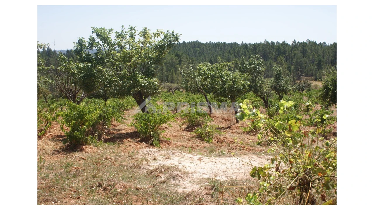 Terreno para Venda em Sarzedas Foto 12