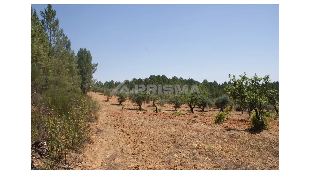 Terreno para Venda em Sarzedas Foto 20