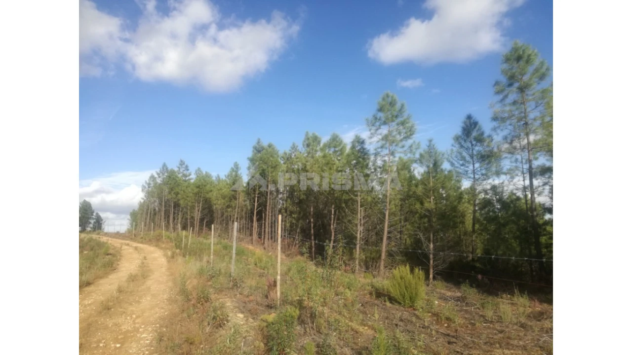 Terreno para Venda em Sarzedas Foto 28