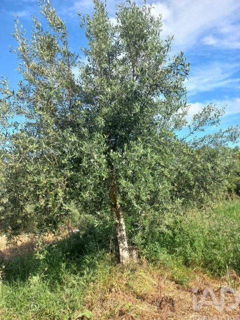 Terreno para Venda em Arrabal