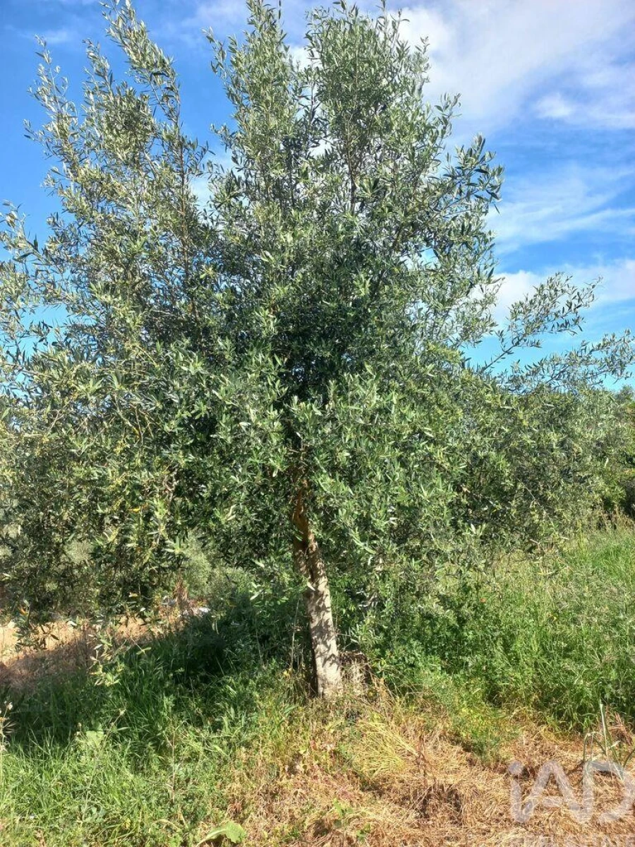 Terreno para Venda em Arrabal Foto 10