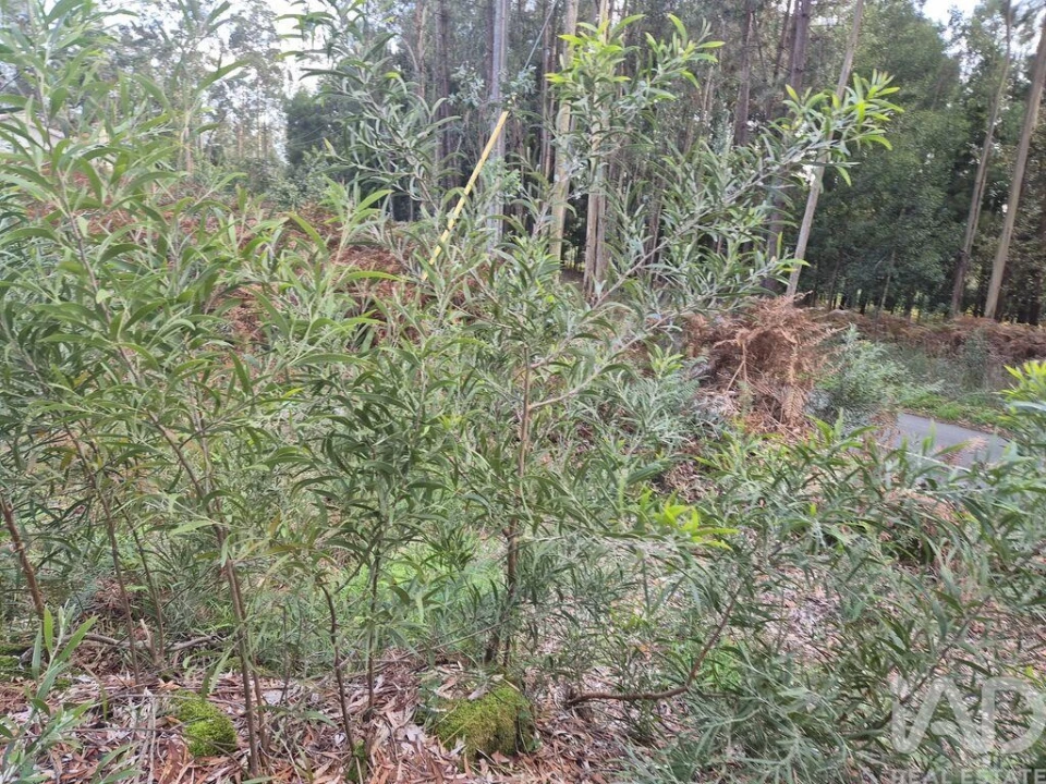 Terreno para Venda em Lobão, Gião, Louredo e Guisande Foto 15