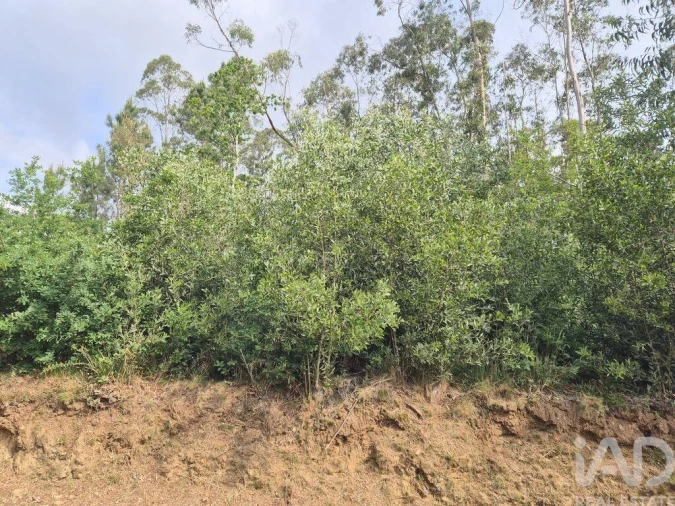 Terreno para Venda em Lobão, Gião, Louredo e Guisande Foto 3
