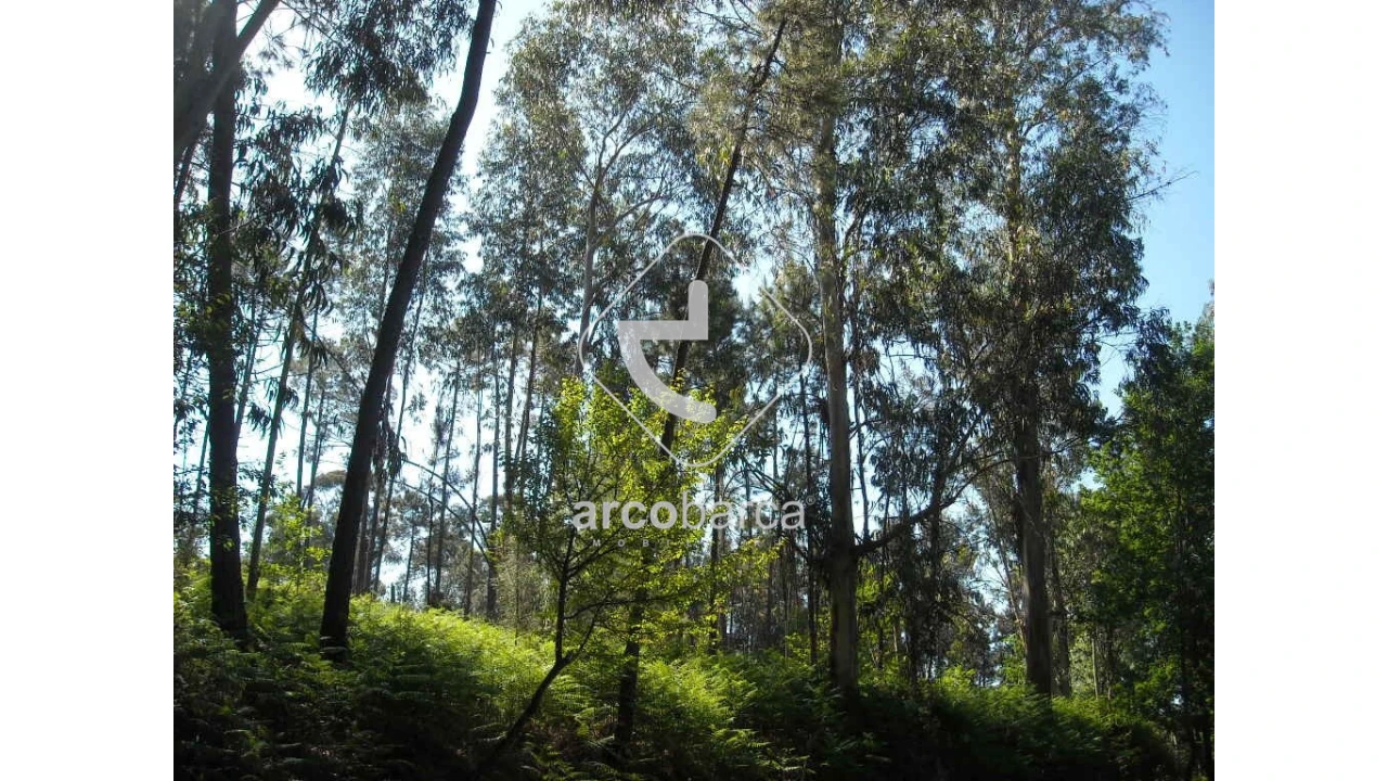 Terreno para Venda em Gondoriz Foto 10