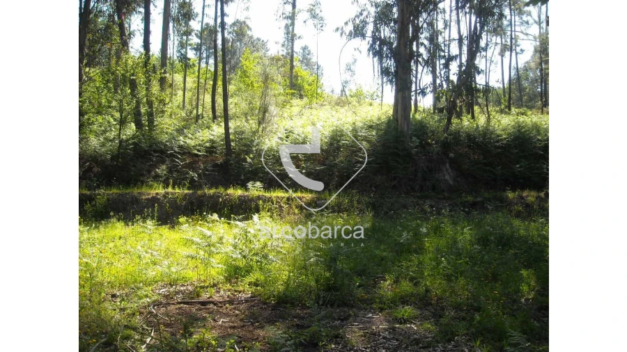 Terreno para Venda em Gondoriz Foto 6