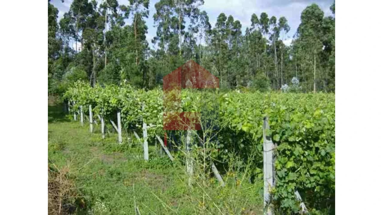 Terreno para Venda em Coucieiro Foto 5