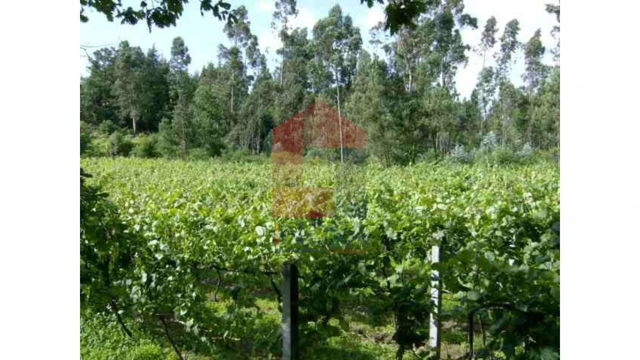 Terreno para Venda em Coucieiro Foto 4