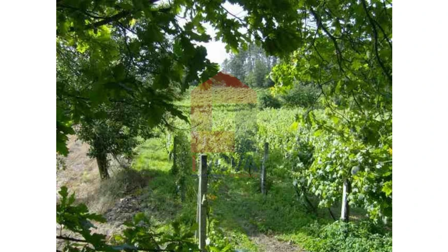 Terreno para Venda em Coucieiro
