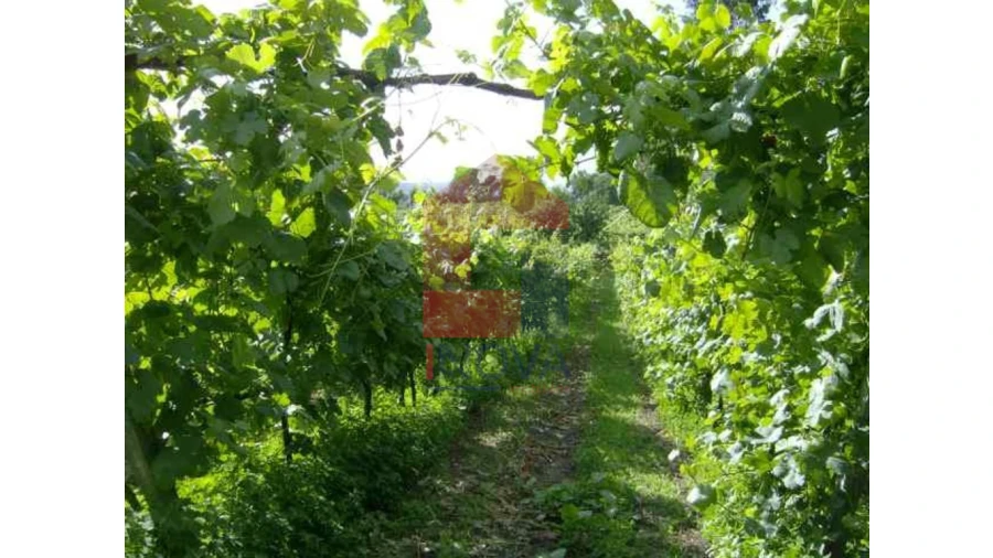 Terreno para Venda em Coucieiro Foto 2