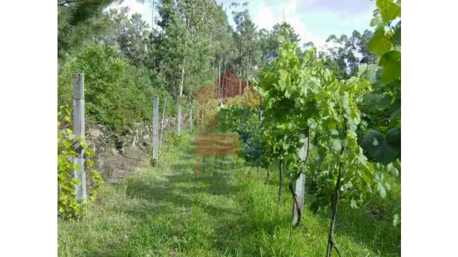 Terreno para Venda em Coucieiro Foto 9