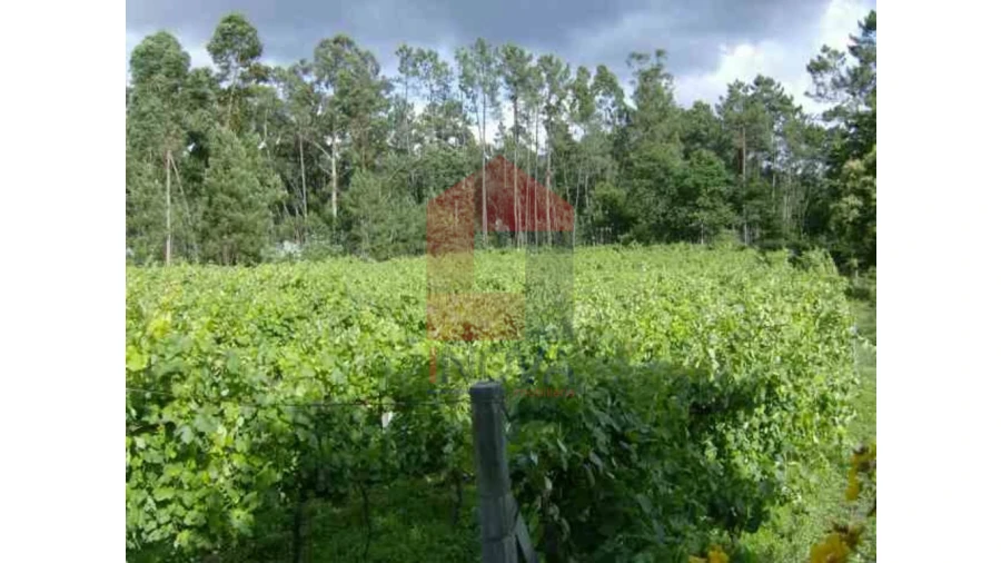 Terreno para Venda em Coucieiro Foto 6