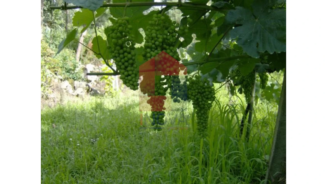 Terreno para Venda em Coucieiro Foto 8