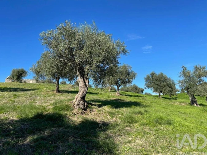 Moradia para Venda em São Vicente do Paul e Vale de Figueira Foto 33