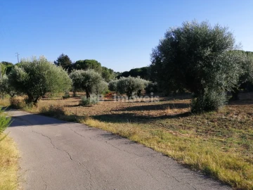 Terreno Agricola ou Rústico para Venda em Torres Novas (Santa Maria, Salvador e Santiago)