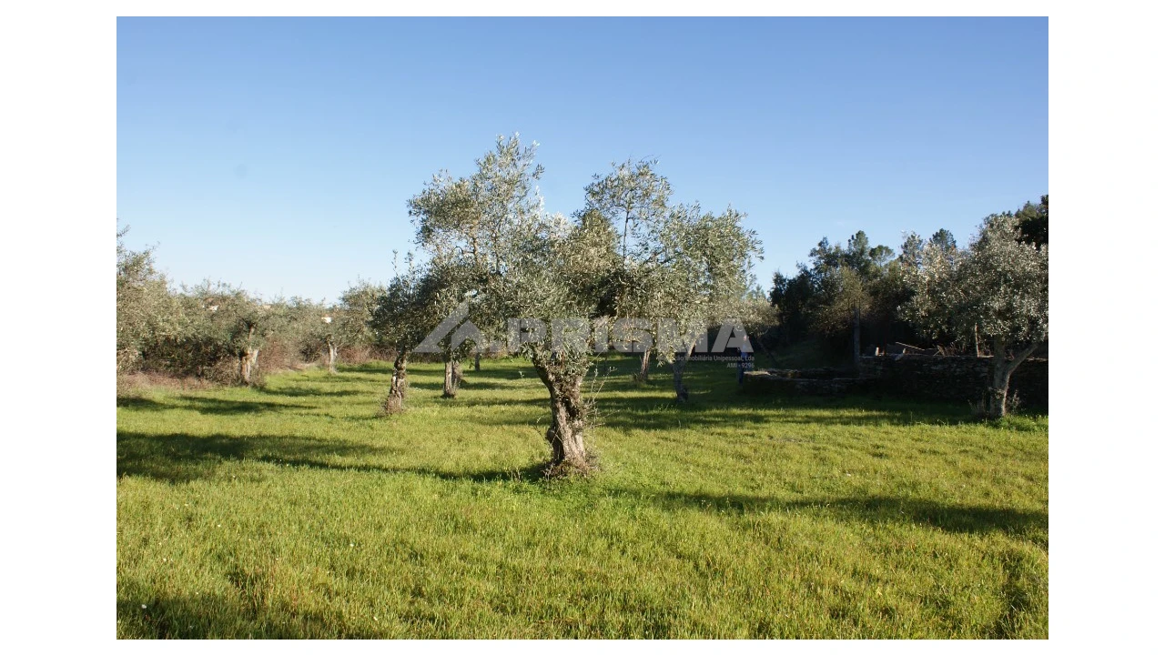 Terreno para Venda em Cebolais de Cima e Retaxo Foto 2