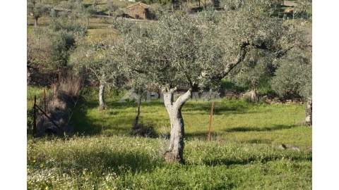 Terreno para Venda em Cebolais de Cima e Retaxo
