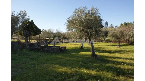 Terreno para Venda em Cebolais de Cima e Retaxo