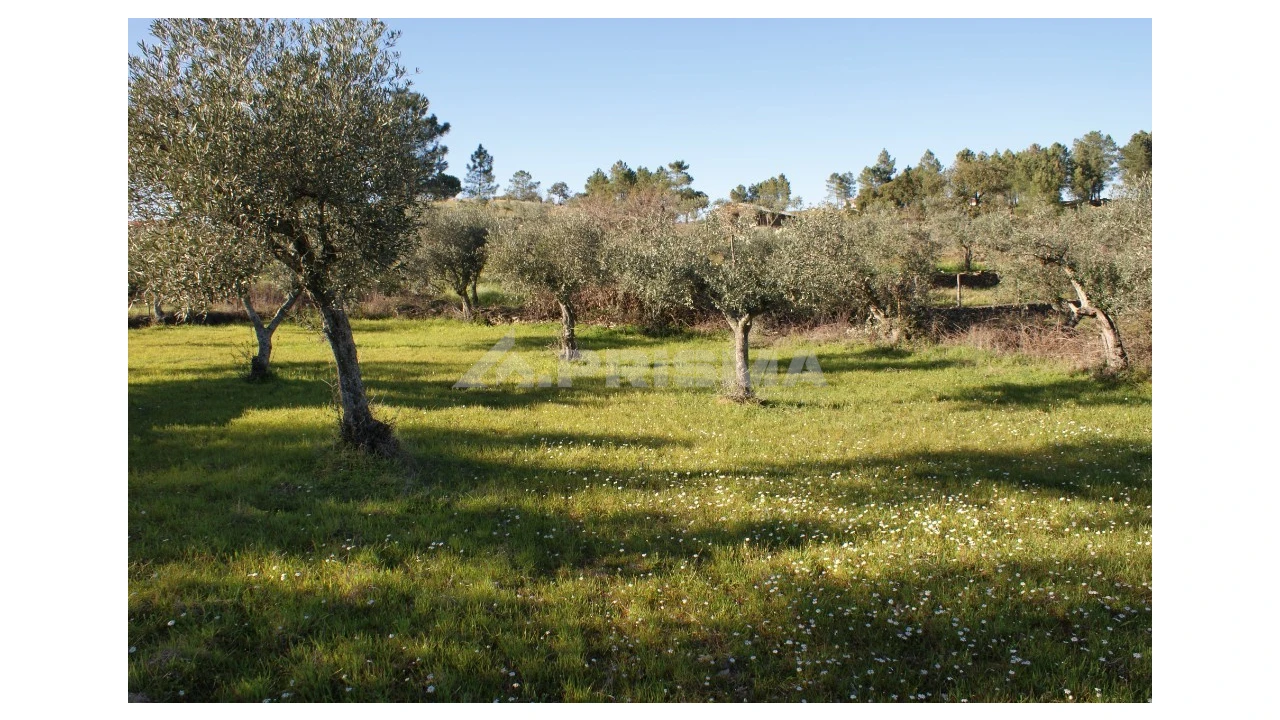 Terreno para Venda em Cebolais de Cima e Retaxo Foto 3