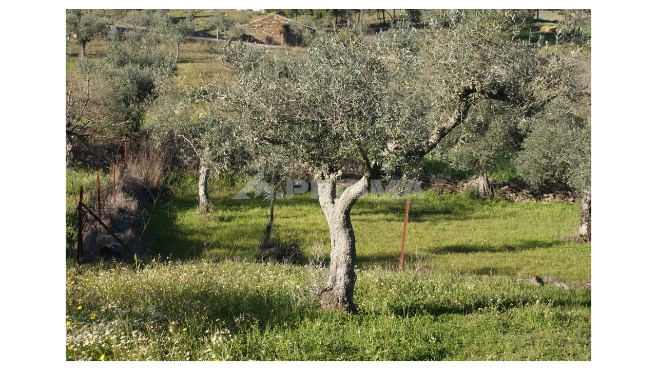 Terreno para Venda em Cebolais de Cima e Retaxo Foto 6