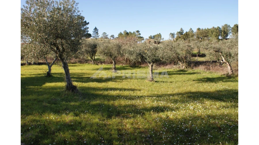 Terreno para Venda em Cebolais de Cima e Retaxo Foto 3