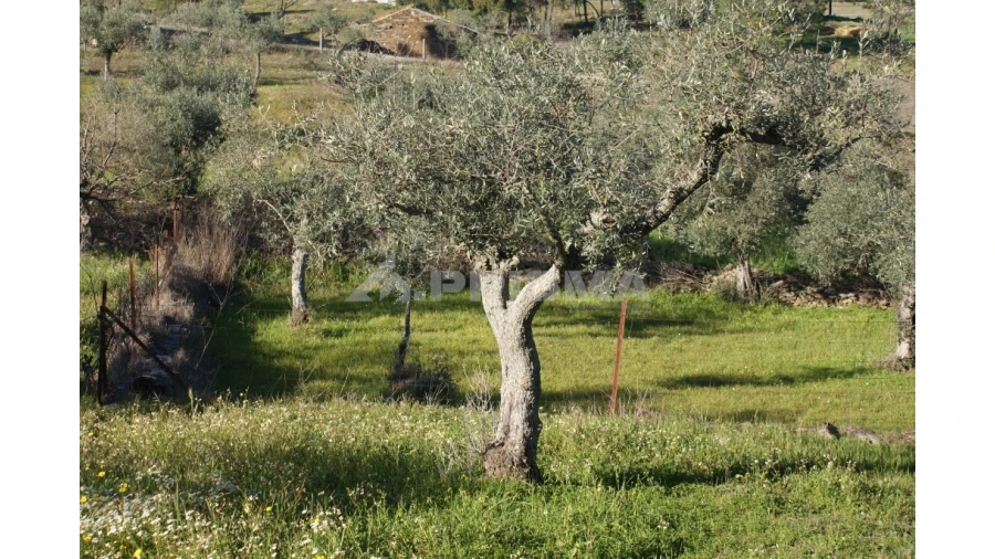 Terreno para Venda em Cebolais de Cima e Retaxo Foto 6